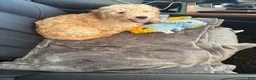 Goldendoodle dogs for sale: Simba  - Ad 3