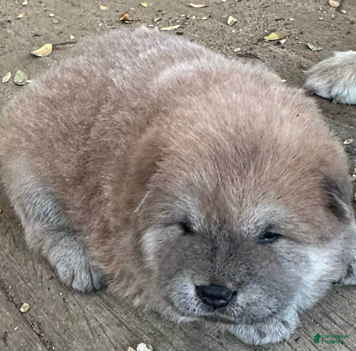 Chow Chow dogs for sale: Tan Male - Ad 1