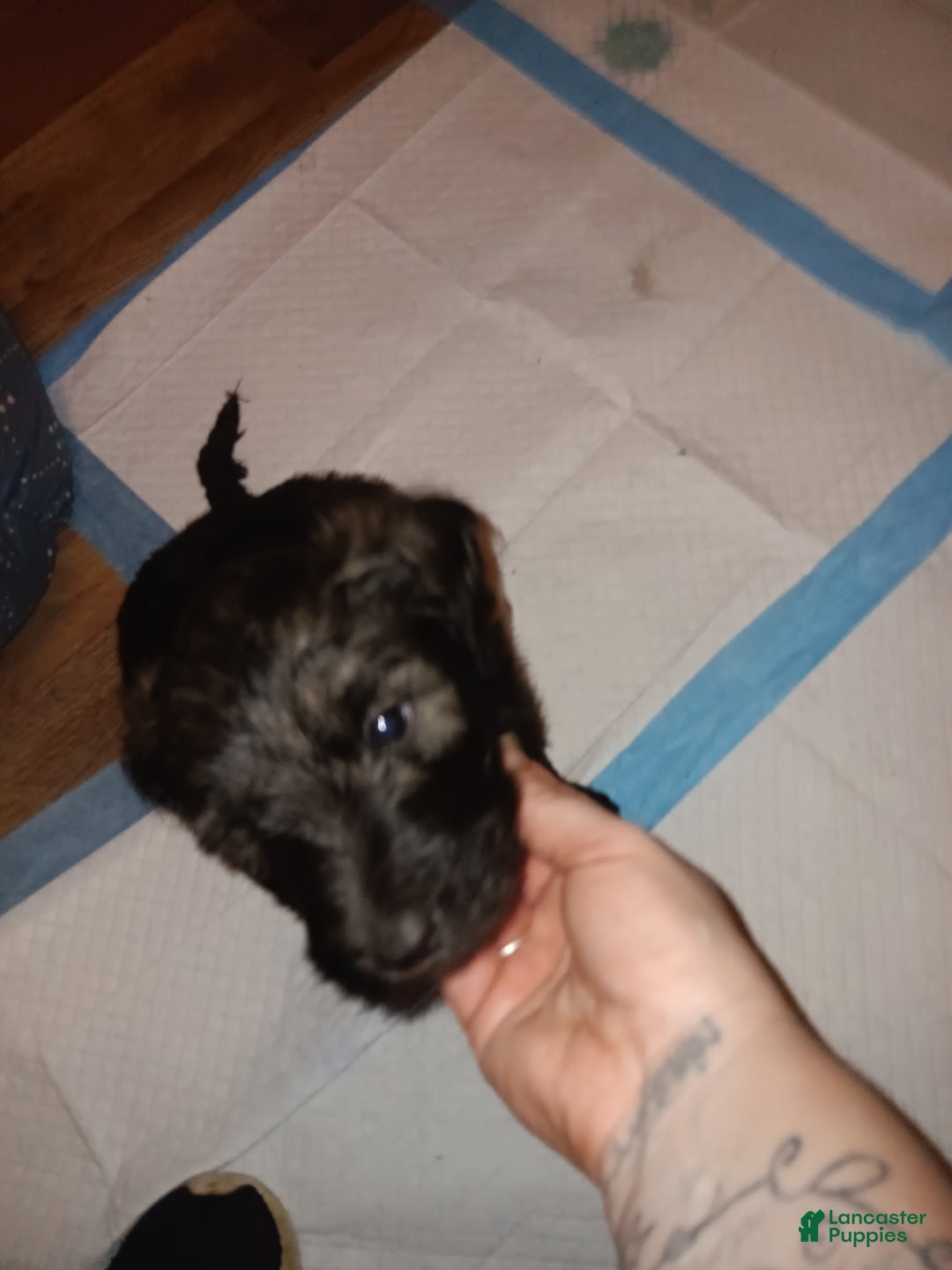 Labradoodle dogs for sale: Princess  - Ad 6