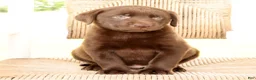 Labrador Retriever dogs for sale: Roger - Ad 9