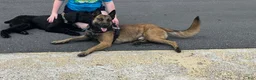 Belgian Malinois dogs for sale: Belgian Malinois Puppy 7 - Ad 5