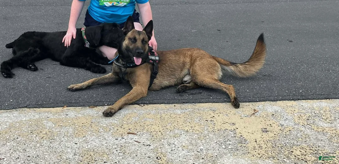 Belgian Malinois dogs for sale: Belgian Malinois Puppy 7 - Ad 5