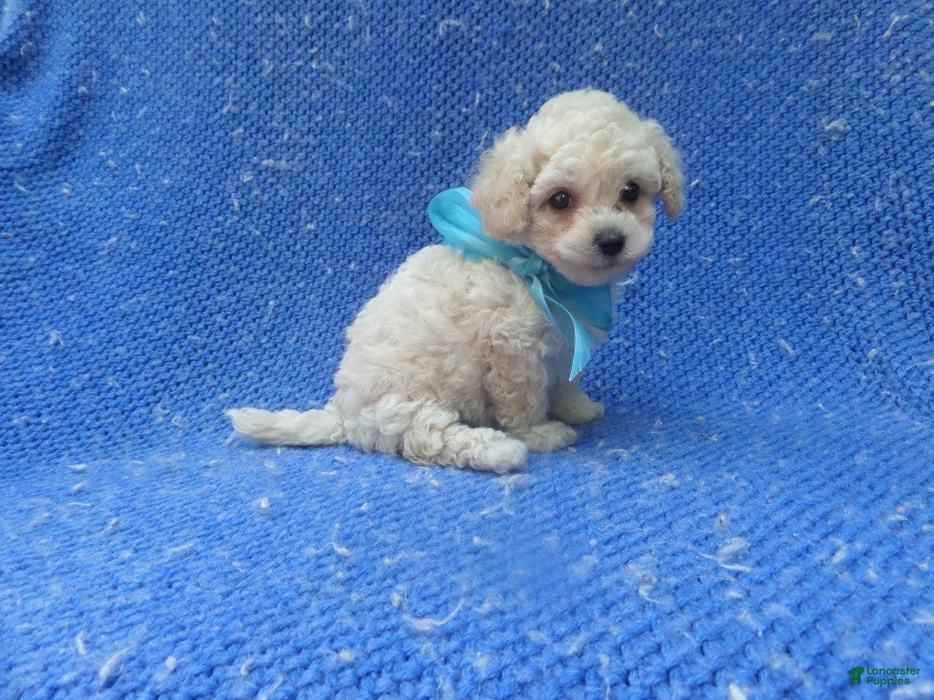 Maltipoo dogs Remmy - Ad 7