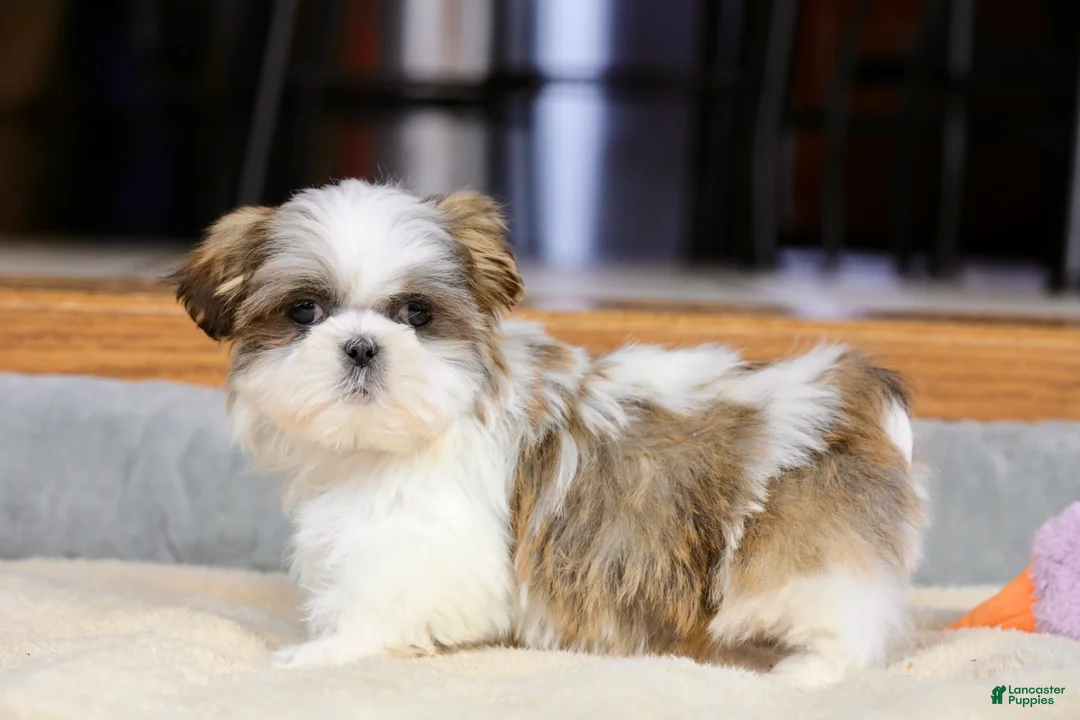 Shih Tzu dogs for sale: Wylee - Ad 4