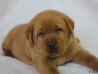 Labrador Retriever dogs Ted - Ad 1