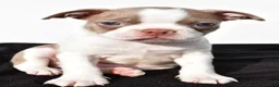 Boston Terrier dogs for sale: Beau - Ad 7