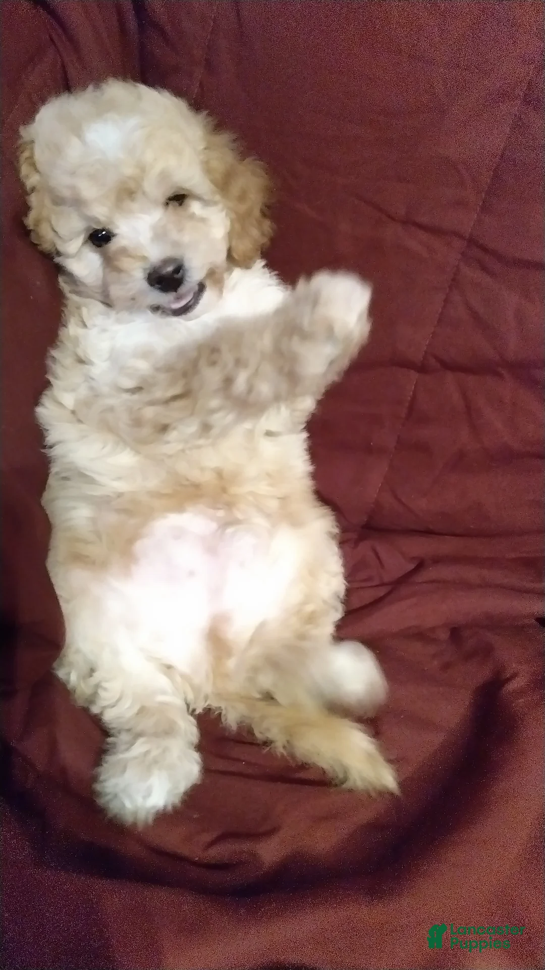 Cavapoochon dogs for sale: Teddy - Ad 6