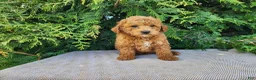 Mini Bernedoodle dogs for sale: Blake - Ad 6