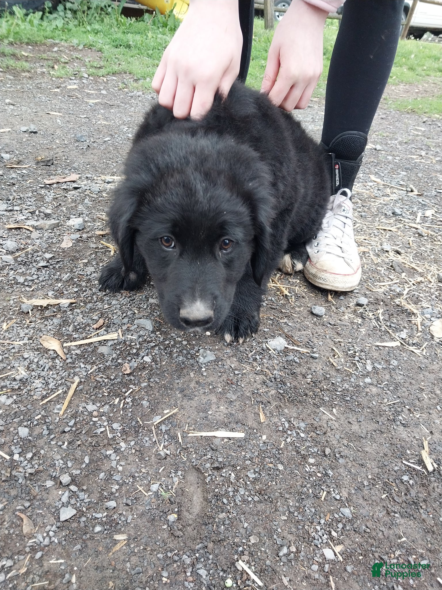 Mixed Breed dogs for sale: Mixed Breed Puppy 2 - Ad 1
