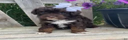Cavapoo dogs for sale: Lilac- small - Ad 5