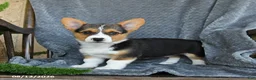 Welsh Corgi Pembroke dogs for sale: Flora - Ad 3
