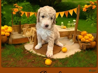 Bernedoodle dogs - Ad 14