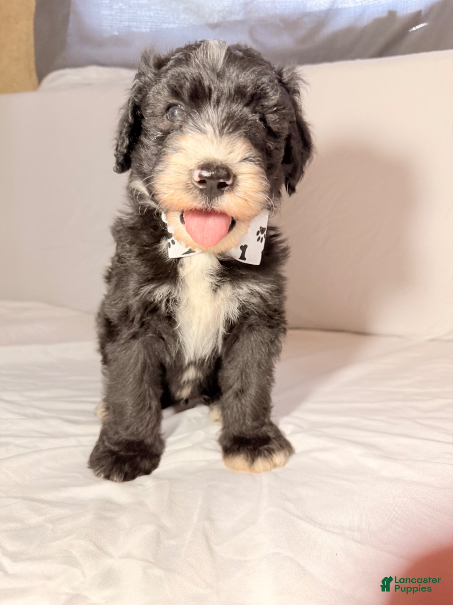 Sheepadoodle dogs Sheepadoodle Puppy 2 - Ad 1