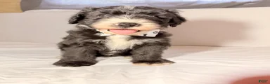 Sheepadoodle Puppy 2