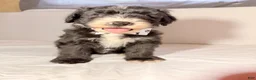 Sheepadoodle dogs for sale: Sheepadoodle Puppy 2 - Ad 1