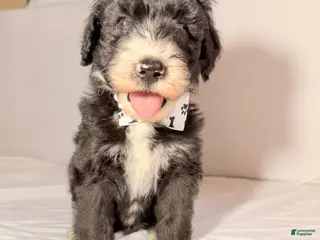 Sheepadoodle dogs for sale: Sheepadoodle Puppy 2 - Ad 1