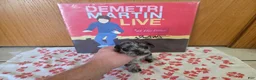 Miniature Schnauzer dogs for sale: Panda - Ad 1