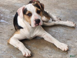 Mixed Breed dogs Moonie - Ad 9