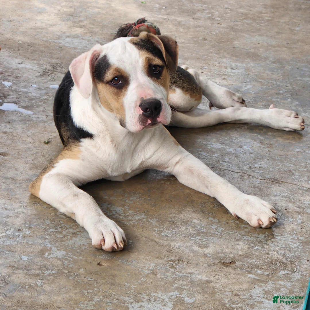 Mixed Breed dogs for sale: Moonie - Ad 1