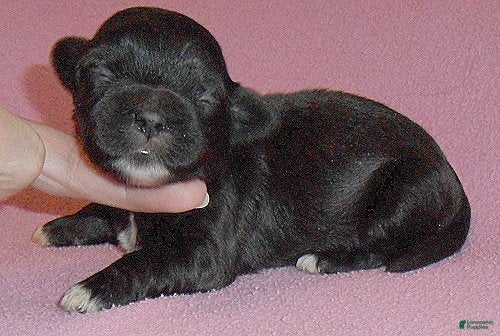 Shihpoo dogs Molly - Ad 41