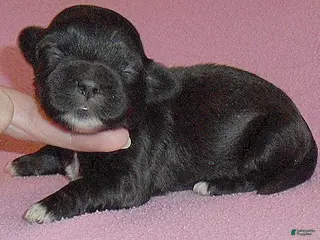 Shihpoo dogs Molly - Ad 42