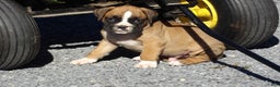 Boxer dogs for sale: Sarge - Ad 4