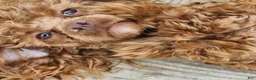Toy Poodle dogs for stud: Moose - Ad 3