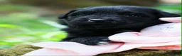 Newfoundland dogs for sale: Goomba - Ad 1
