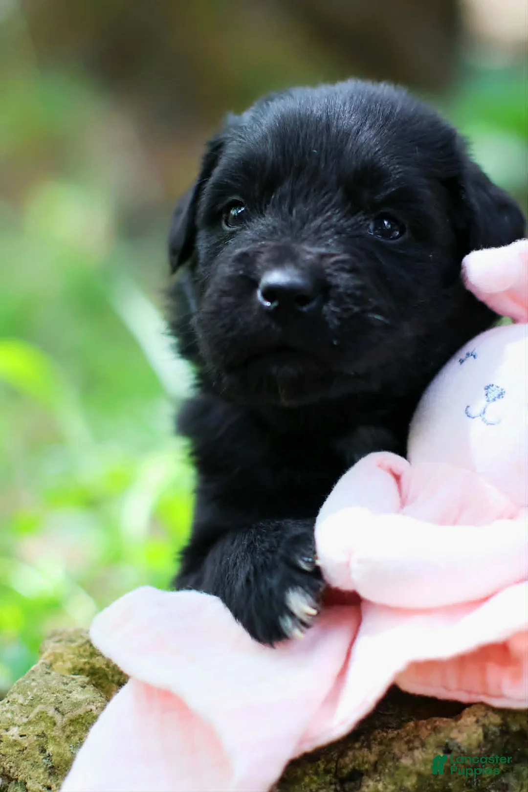 Newfoundland dogs for sale: Goomba - Ad 1
