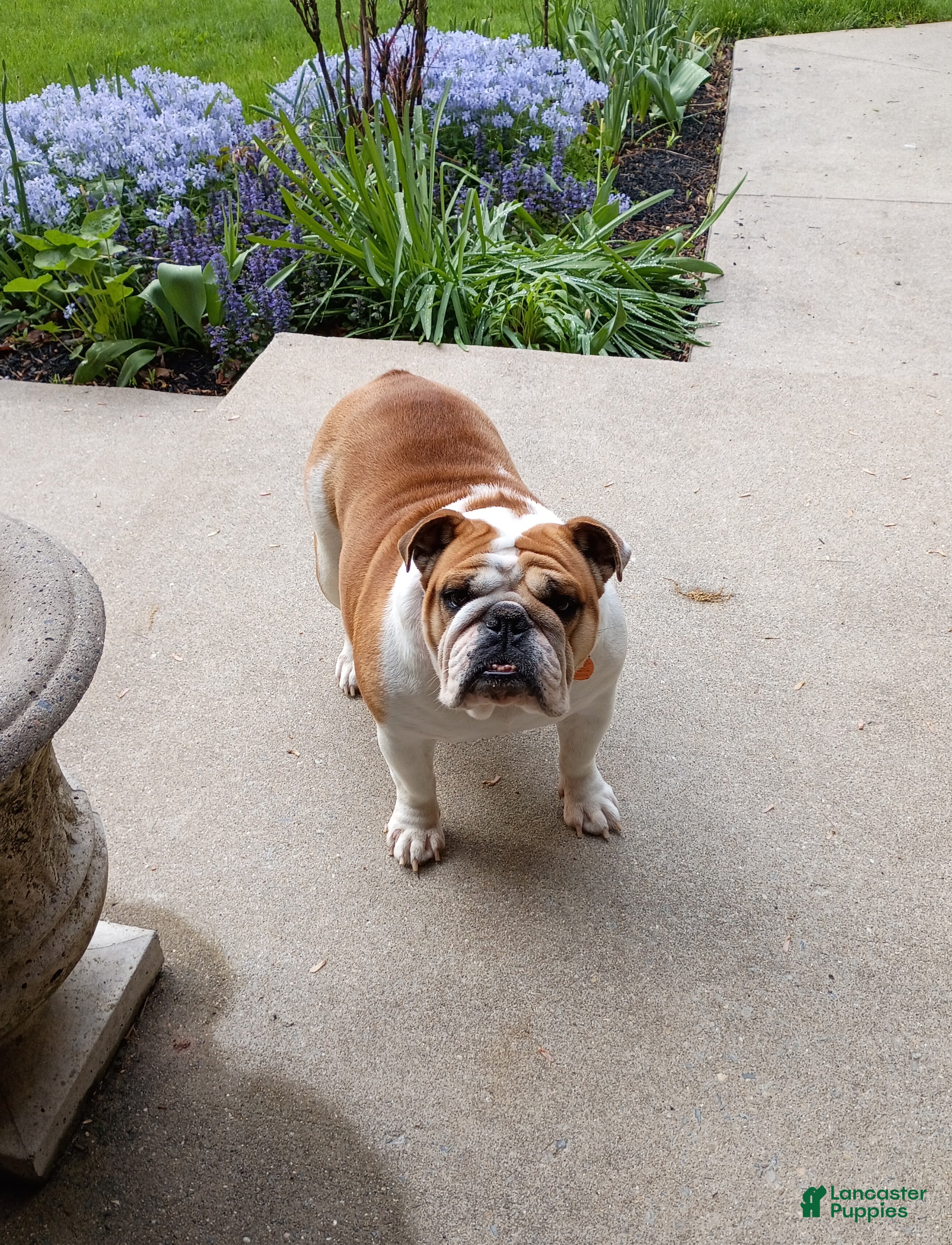 English Bulldog dogs Jewels - Ad 29