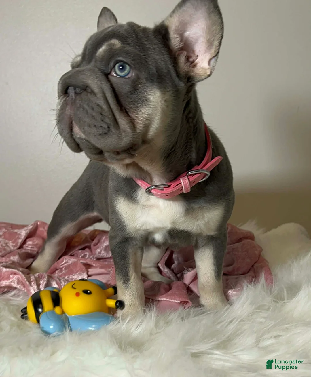 French Bulldog dogs for sale: French Bulldog Puppy Elsa Lilac Tan Big Rope Blue eyes 6 panel clear - Ad 2