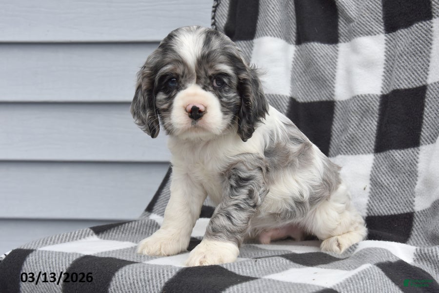 Cocker Spaniel dogs Leo - Ad 2