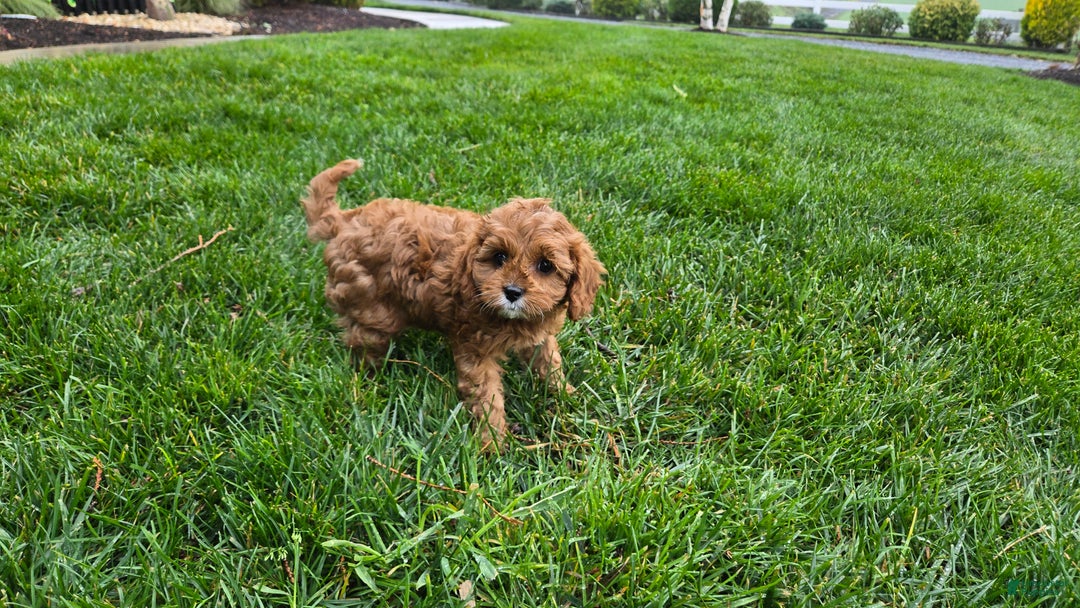 Cavapoo dogs for sale: Jill - Ad 4