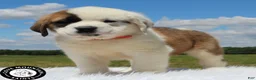 Saint Bernard dogs for sale: Abby - Ad 3