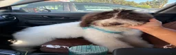 Standard Poodle dogs for sale: Horse - Ad 3