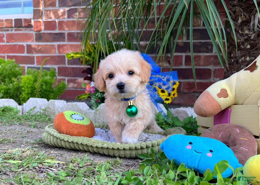 Maltipoo dogs for sale: Maltipoo Puppy 4 - Ad 2