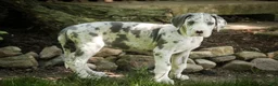 Great Dane dogs for sale: Skye - Ad 8