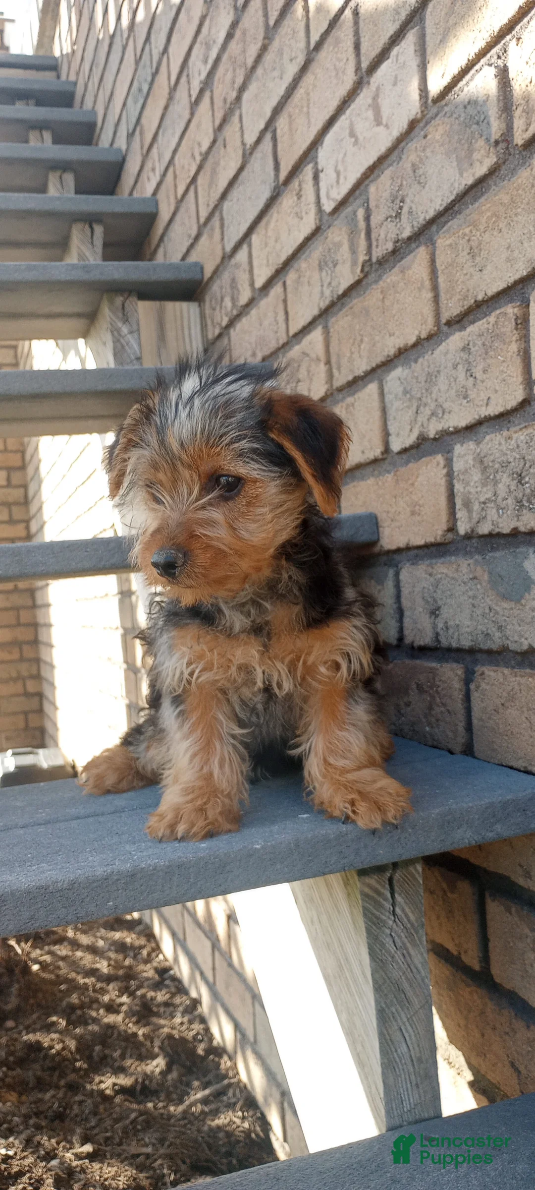 Gallery Image {{count}}