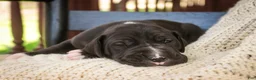 Great Dane dogs for sale: Stetson - Ad 3