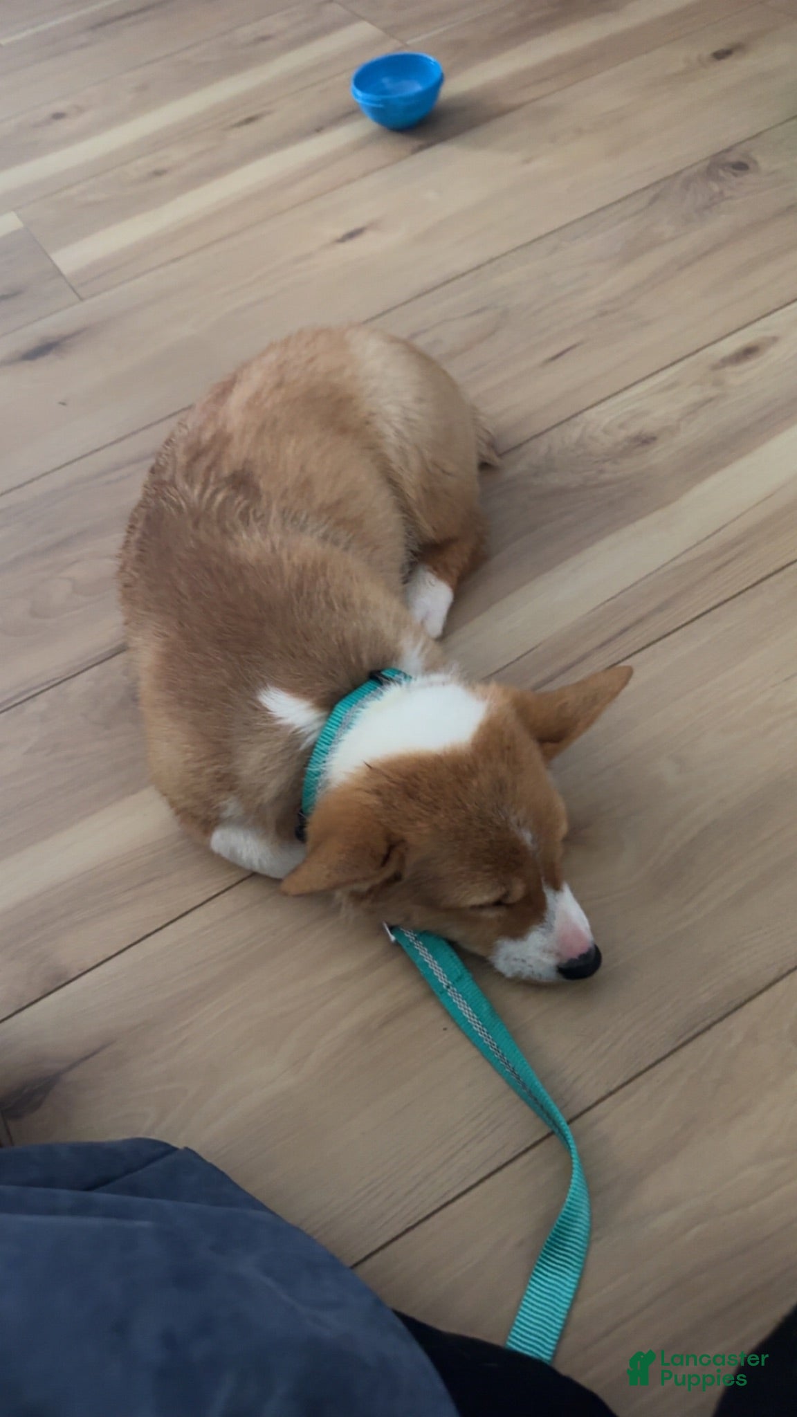 Welsh Corgi Pembroke dogs Welsh Corgi Pembroke 1 - Ad 41