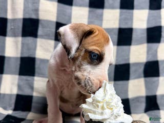 Great Dane dogs Fawnquin (Heavy Euro) - Ad 25