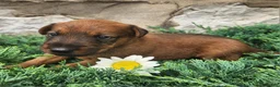 Irish Terrier dogs for sale: Rex - Ad 2