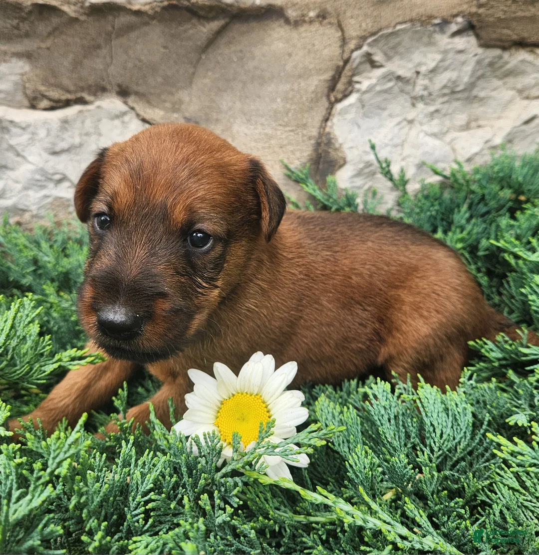 Irish Terrier dogs for sale: Rex - Ad 2