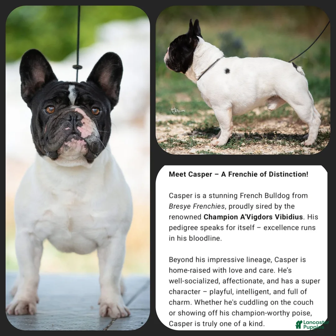 French Bulldog dogs for stud: Kasper - Ad 4