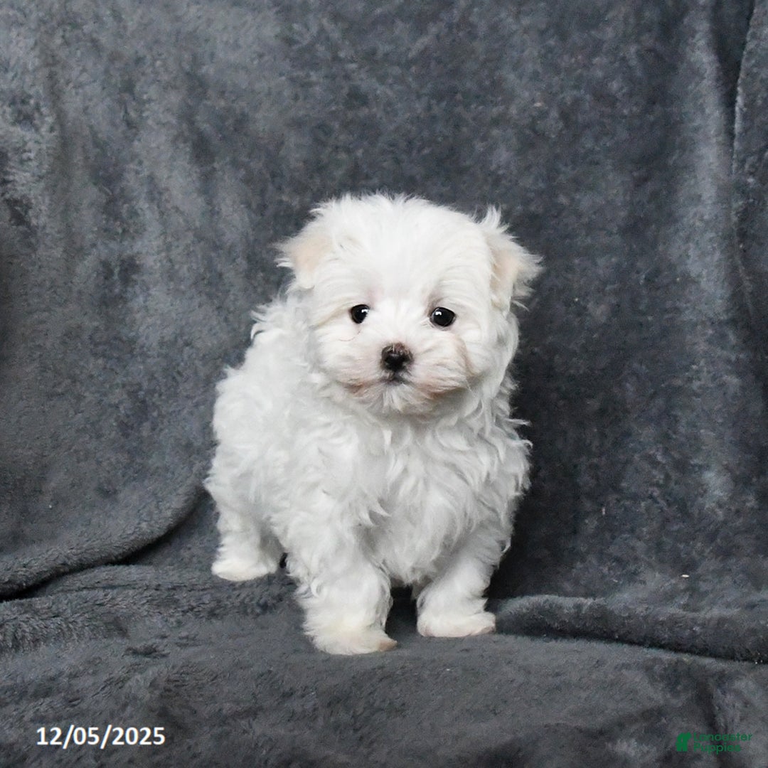 Maltese dogs for sale: Jimmy - Ad 3