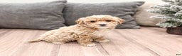 Goldendoodle dogs for sale: Snowflake  - Ad 14