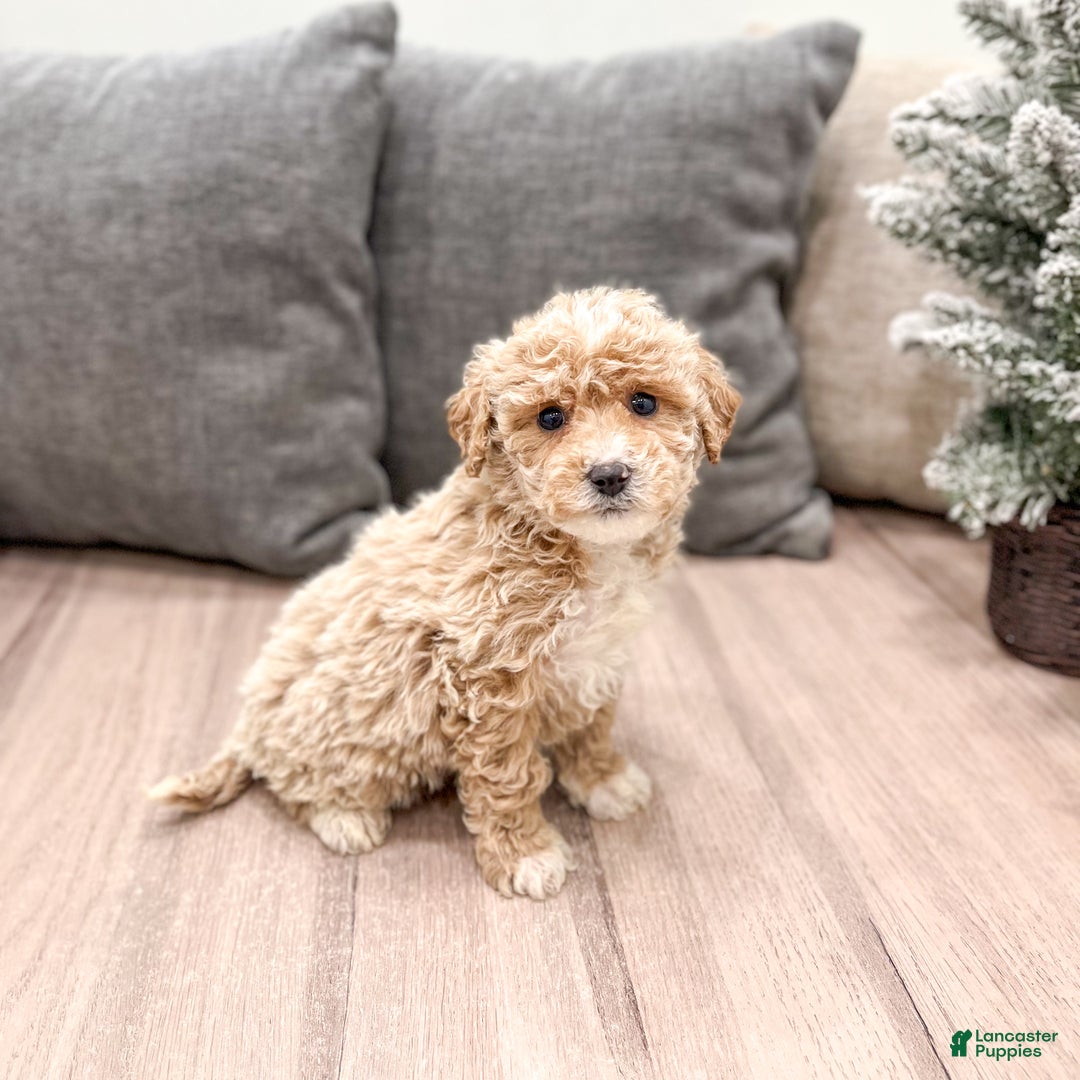 Goldendoodle dogs for sale: Snowflake  - Ad 14