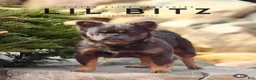 French Bulldog dogs for sale: French Bulldog Puppy 2 - Ad 4