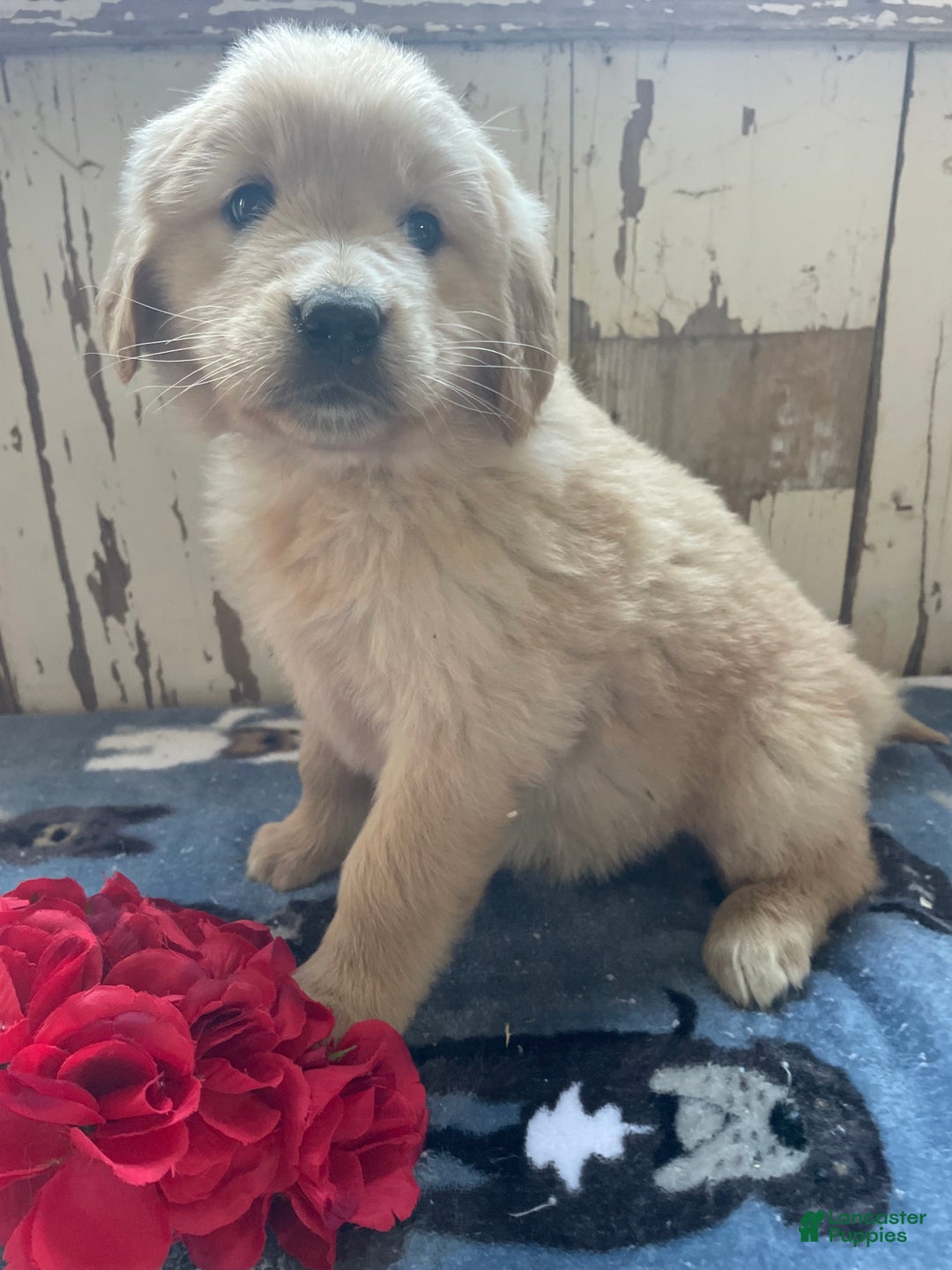 Mixed Breed dogs for sale: Snow - Ad 2
