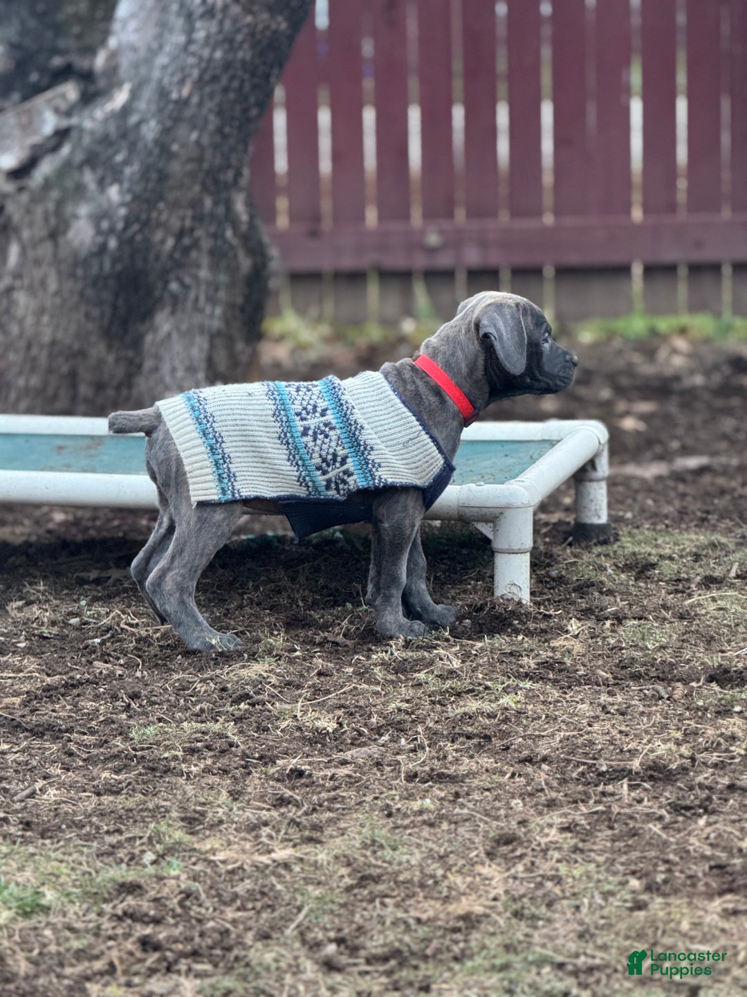 Cane Corso dogs for sale: Stormii - Ad 6